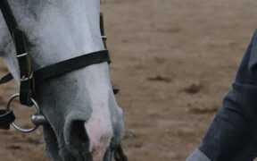 Pet Communication During Grooming Sessions