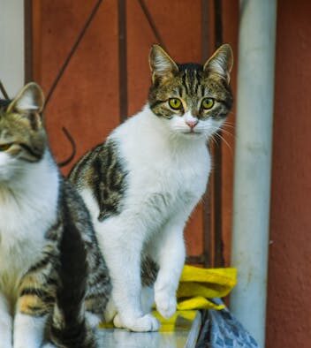 Bin raiding in cats and digestive symptoms owners may see