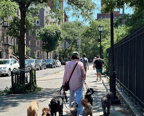 Dogs Stiffening Around New Environments