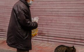 Preventing recurrence of urinary issues in cats