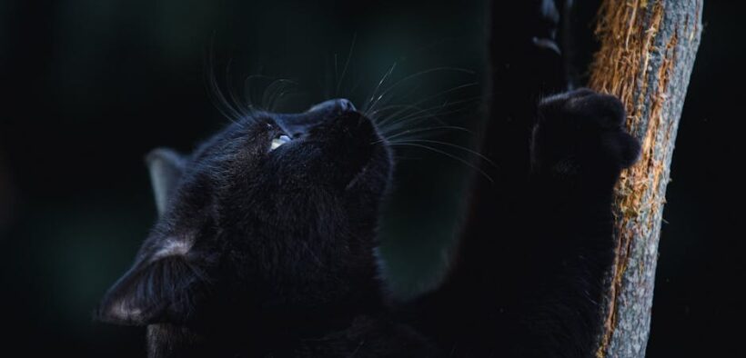 Cat itchy face scratching signs and possible causes