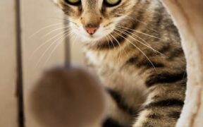 Urinary tube discomfort pets