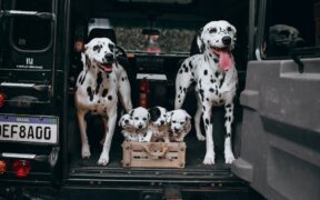 Dogs showing agitation during crate entry