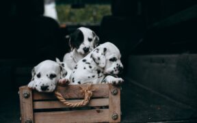 Crate training basics for puppies