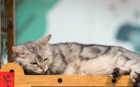 Cat diarrhoea and sleeping more than usual digestive sign