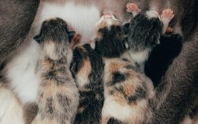 Feeding guide for dehydrated cats