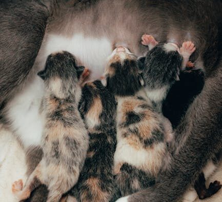 Feeding guide for cats in hot climates