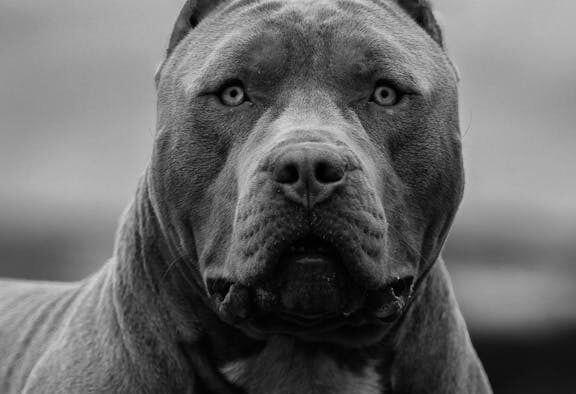 Pet straining with no urine