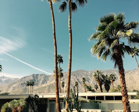 Supplements for dogs living in hot climates