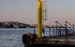 Cat lethargy reasons common conditions and red flags