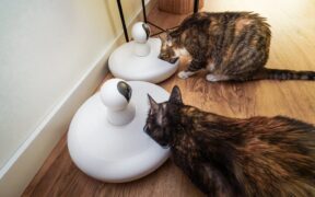 Dry food feeding guide for cats