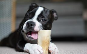 Basic training for puppies during teething