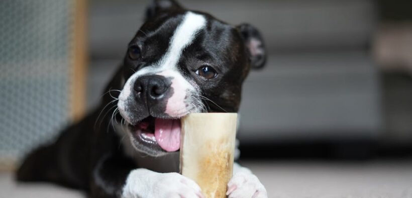 Basic training for puppies during teething