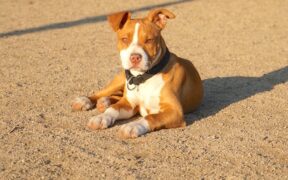 Calm behaviour training for puppies