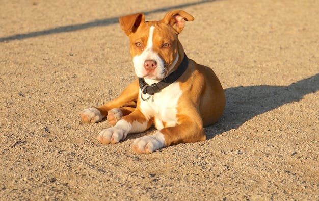Calm behaviour training for puppies