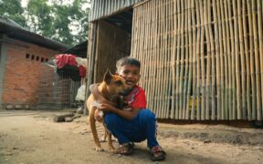 Supplements for immune resilience in shelter dogs