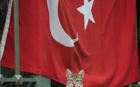 Cat pale gums combined with vomiting or diarrhea red flag