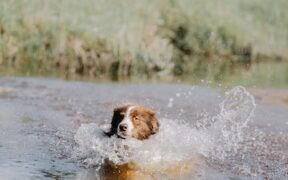 Wet breathing sound pets