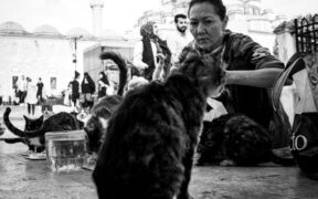 Feeding guide for cats returning to activity