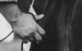 Why Grooming Helps Pets Feel Secure