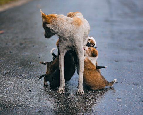 Feeding guide for puppies in growth spurts