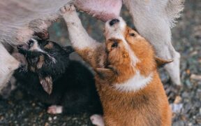 Feeding guide for nursing mothers dogs