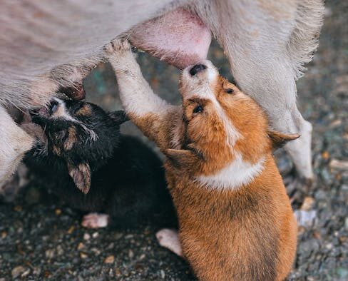 Feeding guide for nursing mothers dogs