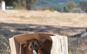 Rabies exposure risks for outdoor dogs awareness