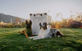 Basic training for families with multiple dogs