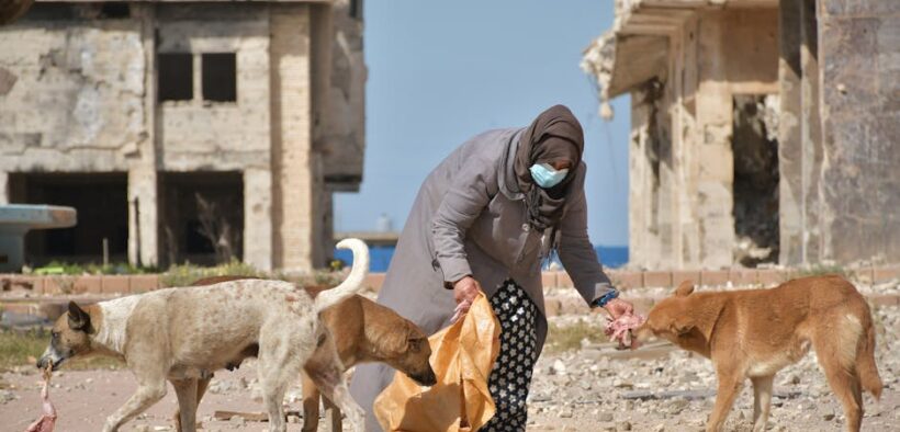 Feeding guide for post vaccination dogs