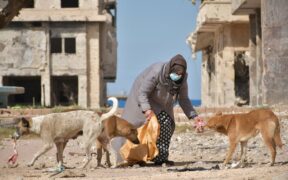 Feeding guide for shelter dogs