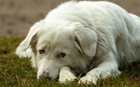 Puppy care after vaccination rest and monitoring