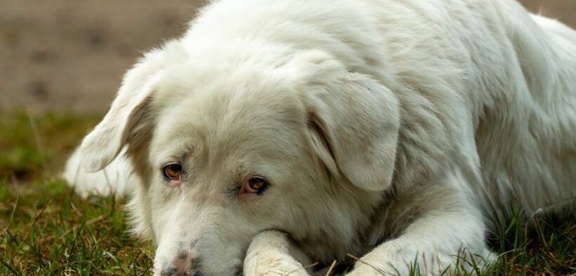 Puppy care after vaccination rest and monitoring