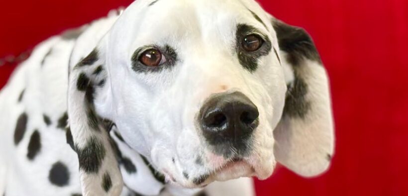 Identifying Coat Trouble Spots in Dogs