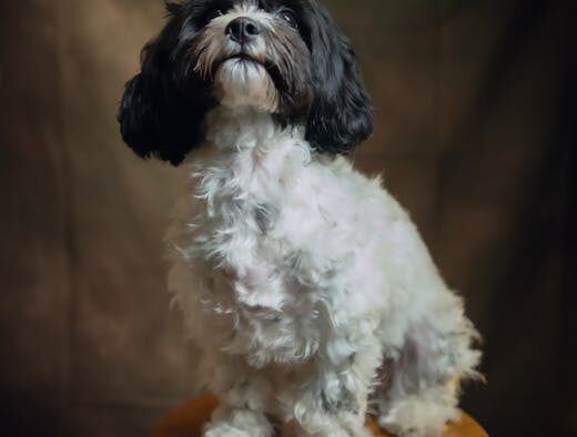 Dog small frequent stools digestive symptom overview