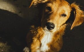 Pet Dental Care Awareness for Mixed Breeds