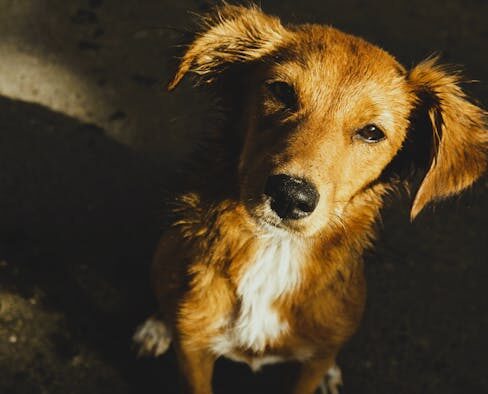 Pet Dental Care Awareness for Mixed Breeds