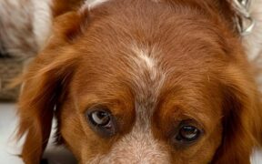 Supplements for calm grooming experiences in dogs