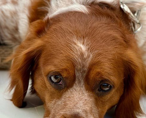 Supplements for calm grooming experiences in dogs