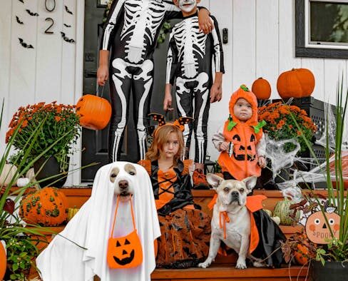 Orange urine pets