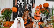 Toxic Halloween foods pets