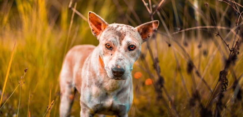 Dog swollen skin areas symptoms and when to seek help