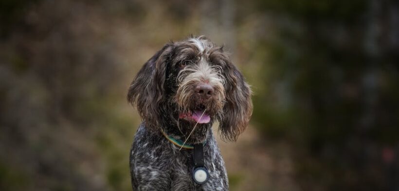 Breathing after vomiting pets