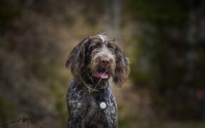 Paradoxical breathing pets