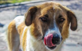 Foreign body in nose dog