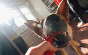 Canine respiratory flare