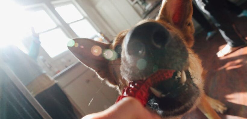 Canine respiratory flare