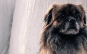 Preventing coat problems in double coated dog breeds