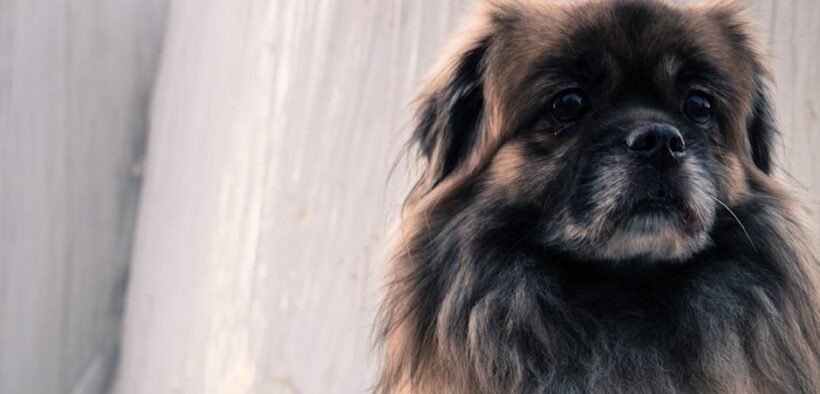 Preventing coat problems in double coated dog breeds