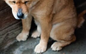 Urination discomfort dog